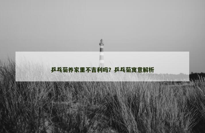 乒乓菊养家里不吉利吗？乒乓菊寓意解析